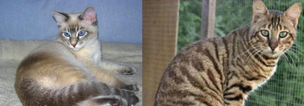 Ussuri vs Tiger Cat - Breed Comparison
