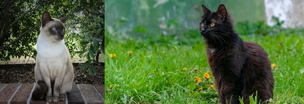 York Chocolate Cat vs Tonkinese - Breed Comparison