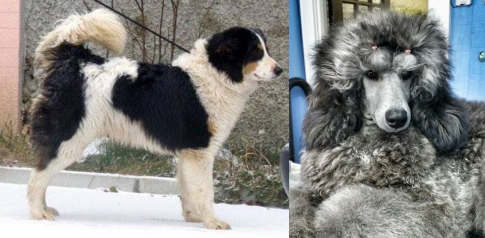 Standard Poodle vs Tornjak - Breed Comparison