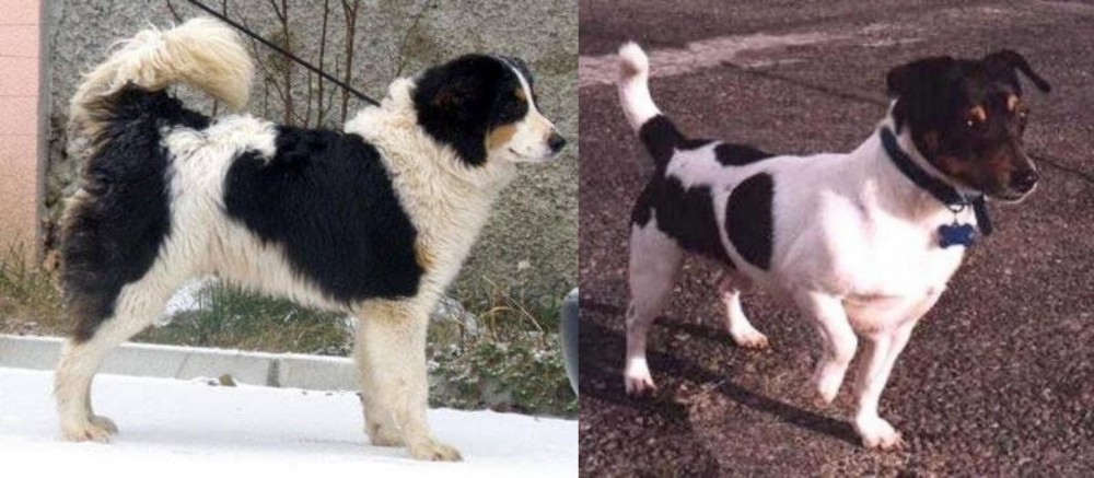 Teddy Roosevelt Terrier vs Tornjak - Breed Comparison