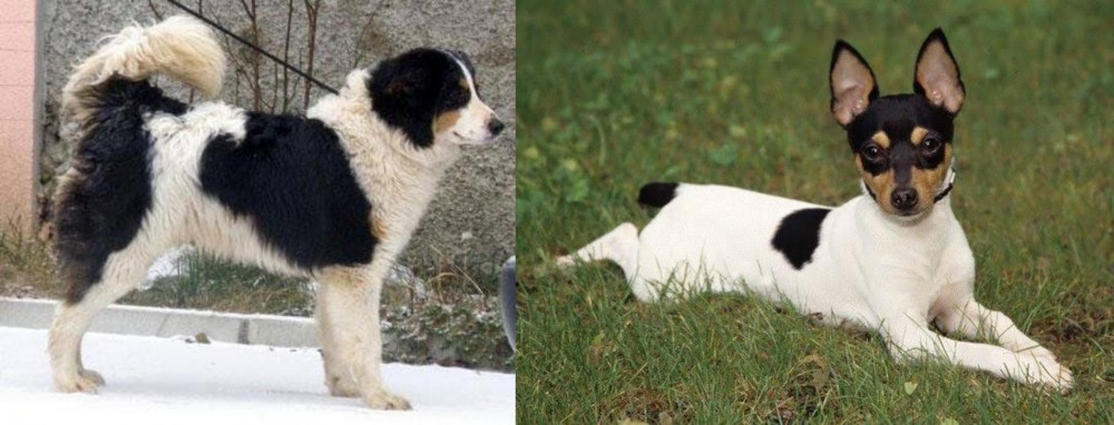 Toy Fox Terrier vs Tornjak - Breed Comparison