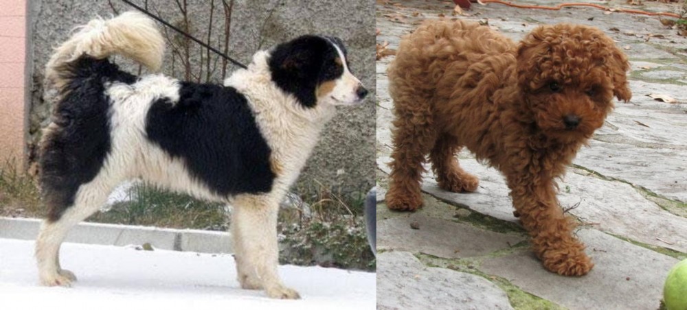 Toy Poodle vs Tornjak - Breed Comparison