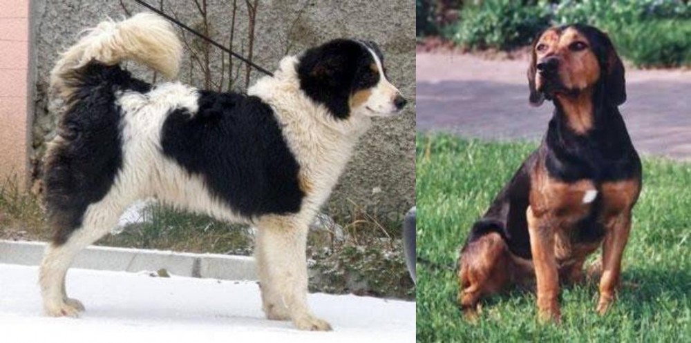 Tyrolean Hound vs Tornjak - Breed Comparison