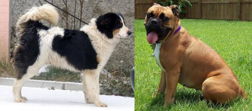 Valley Bulldog vs Tornjak - Breed Comparison
