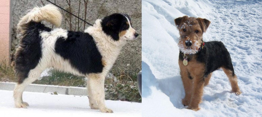 Welsh Terrier vs Tornjak - Breed Comparison