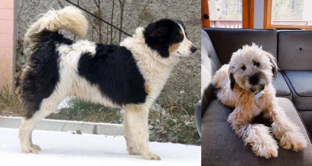 Whoodles vs Tornjak - Breed Comparison