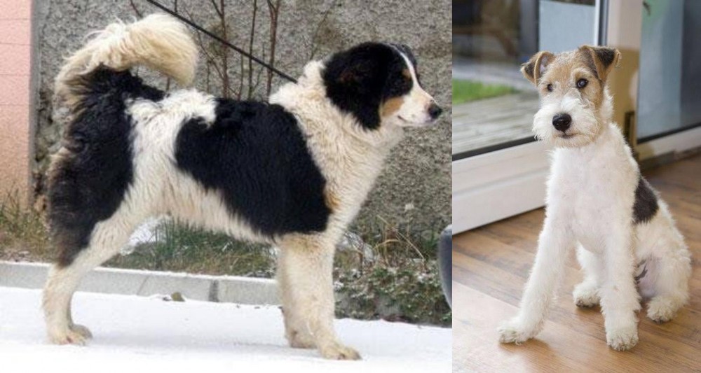 Wire Fox Terrier vs Tornjak - Breed Comparison