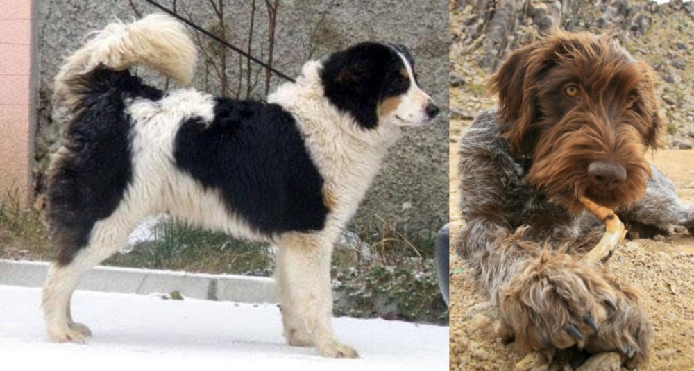 Wirehaired Pointing Griffon vs Tornjak - Breed Comparison