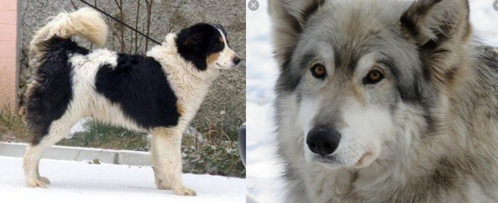 Wolfdog vs Tornjak - Breed Comparison