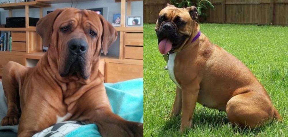 Valley Bulldog vs Tosa - Breed Comparison