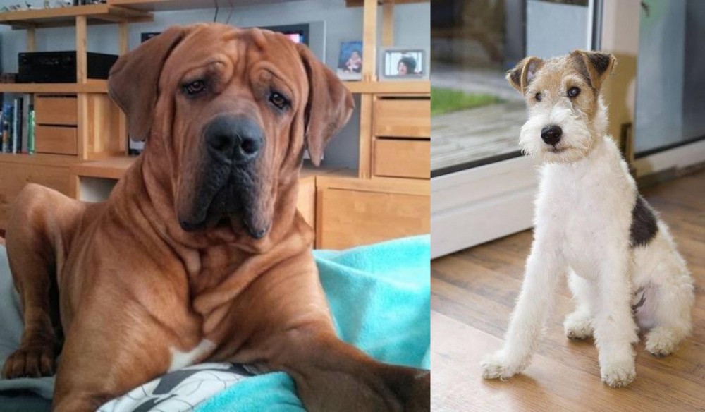 Wire Fox Terrier vs Tosa - Breed Comparison