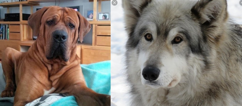 Wolfdog vs Tosa - Breed Comparison