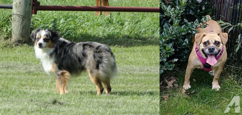 Beabull vs Toy Australian Shepherd - Breed Comparison