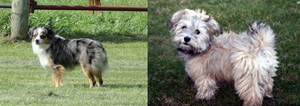 Havapoo vs Toy Australian Shepherd - Breed Comparison