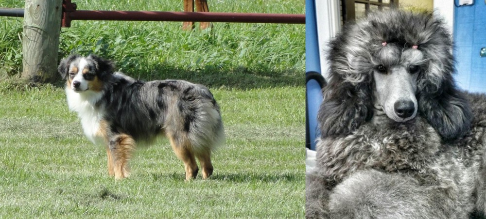 Standard Poodle vs Toy Australian Shepherd - Breed Comparison