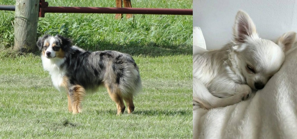 Tea Cup Chihuahua vs Toy Australian Shepherd - Breed Comparison
