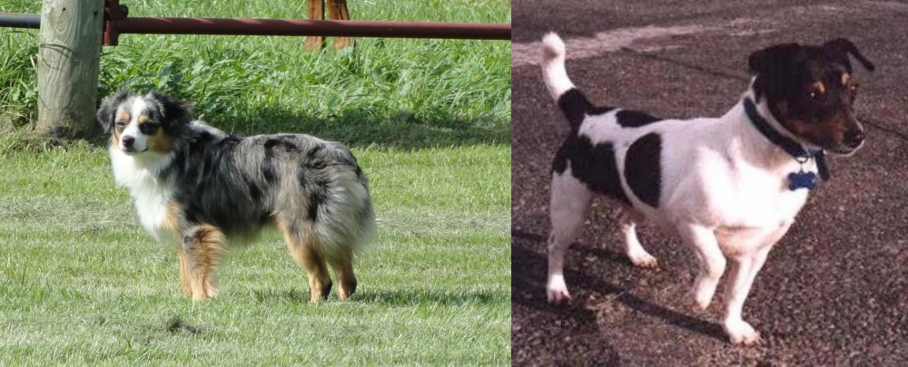 Teddy Roosevelt Terrier vs Toy Australian Shepherd - Breed Comparison