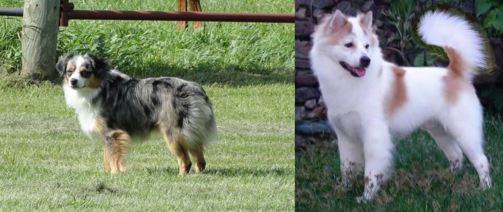 Thai Bangkaew vs Toy Australian Shepherd - Breed Comparison