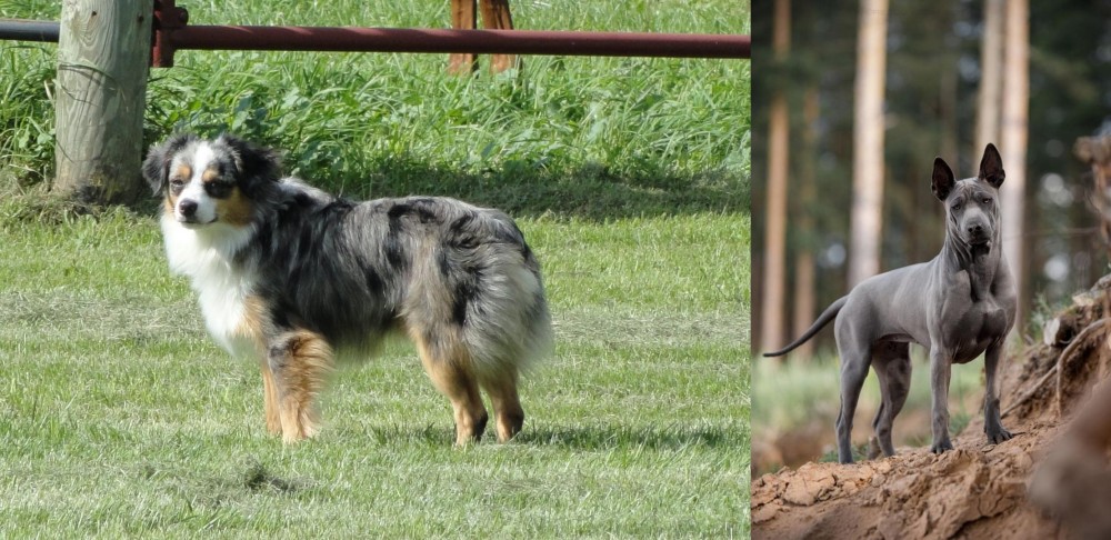 Thai Ridgeback vs Toy Australian Shepherd - Breed Comparison