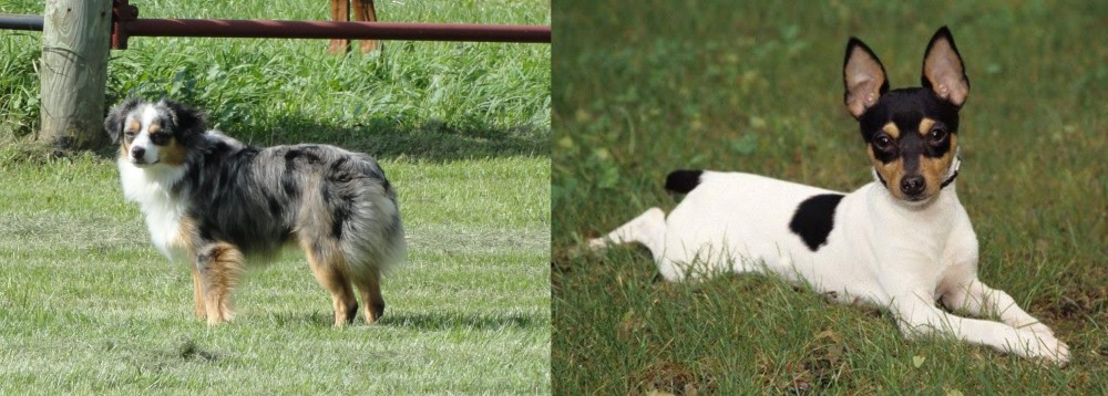 Toy Fox Terrier vs Toy Australian Shepherd - Breed Comparison