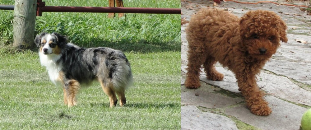 Toy Poodle vs Toy Australian Shepherd - Breed Comparison