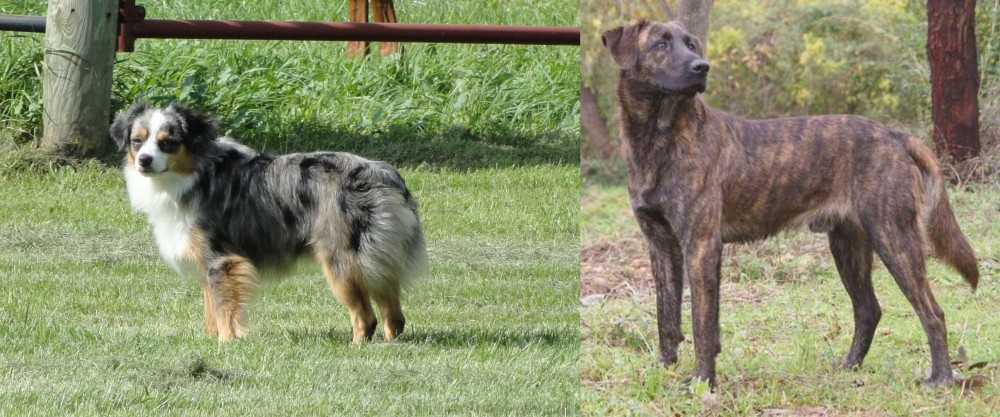 Treeing Tennessee Brindle vs Toy Australian Shepherd - Breed Comparison