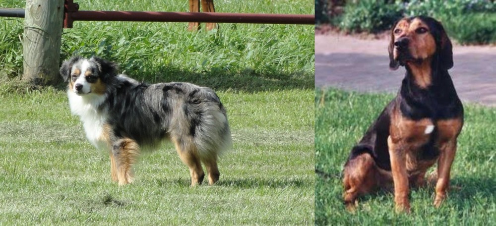 Tyrolean Hound vs Toy Australian Shepherd - Breed Comparison