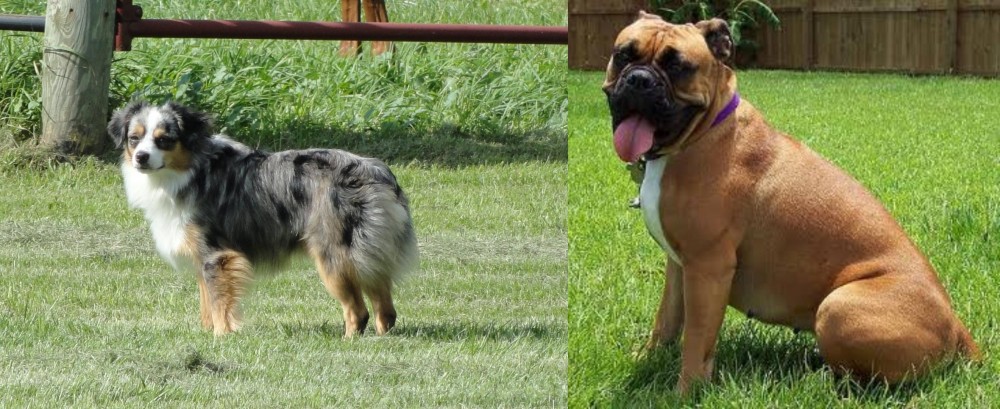 Valley Bulldog vs Toy Australian Shepherd - Breed Comparison