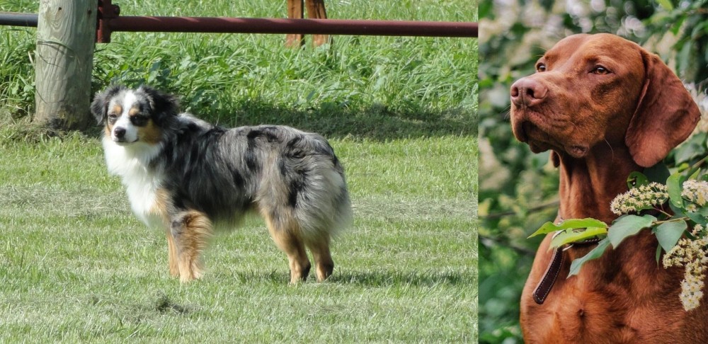 Vizsla vs Toy Australian Shepherd - Breed Comparison