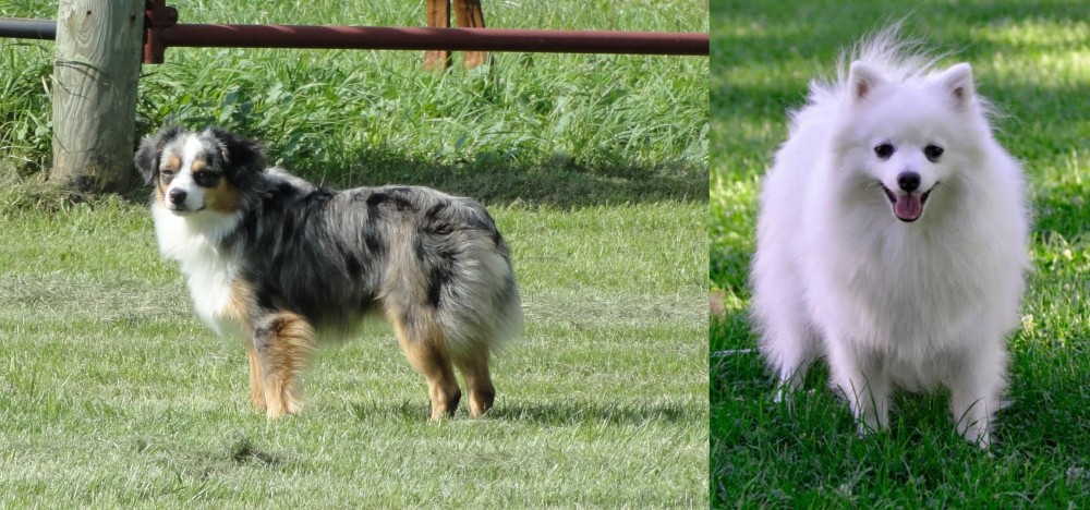 Volpino Italiano vs Toy Australian Shepherd - Breed Comparison