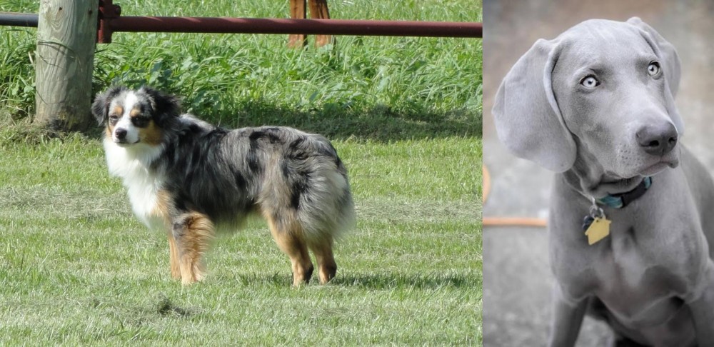 Weimaraner vs Toy Australian Shepherd - Breed Comparison