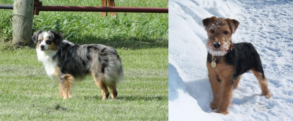Welsh Terrier vs Toy Australian Shepherd - Breed Comparison