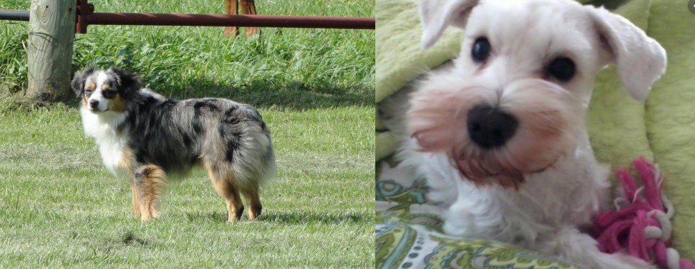 White Schnauzer vs Toy Australian Shepherd - Breed Comparison