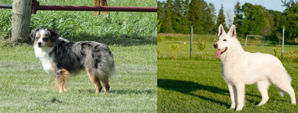 White Shepherd vs Toy Australian Shepherd - Breed Comparison