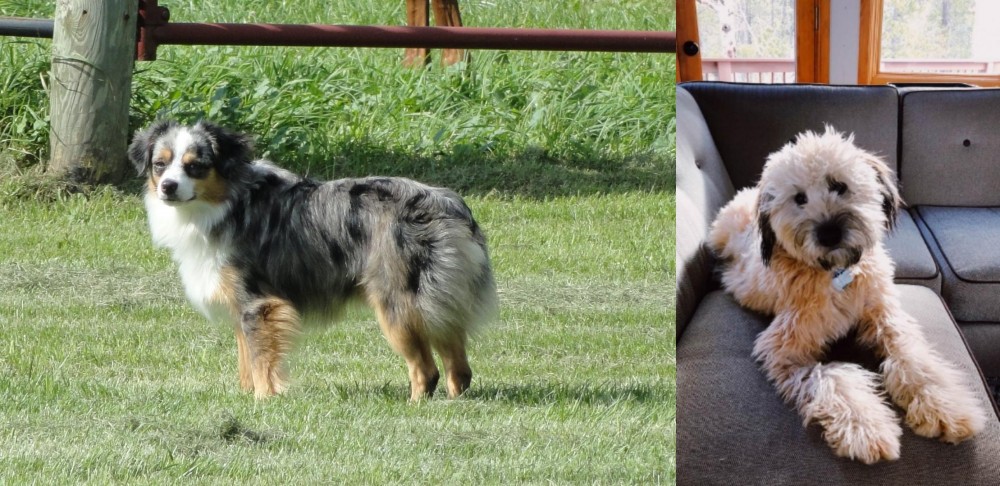 Whoodles vs Toy Australian Shepherd - Breed Comparison