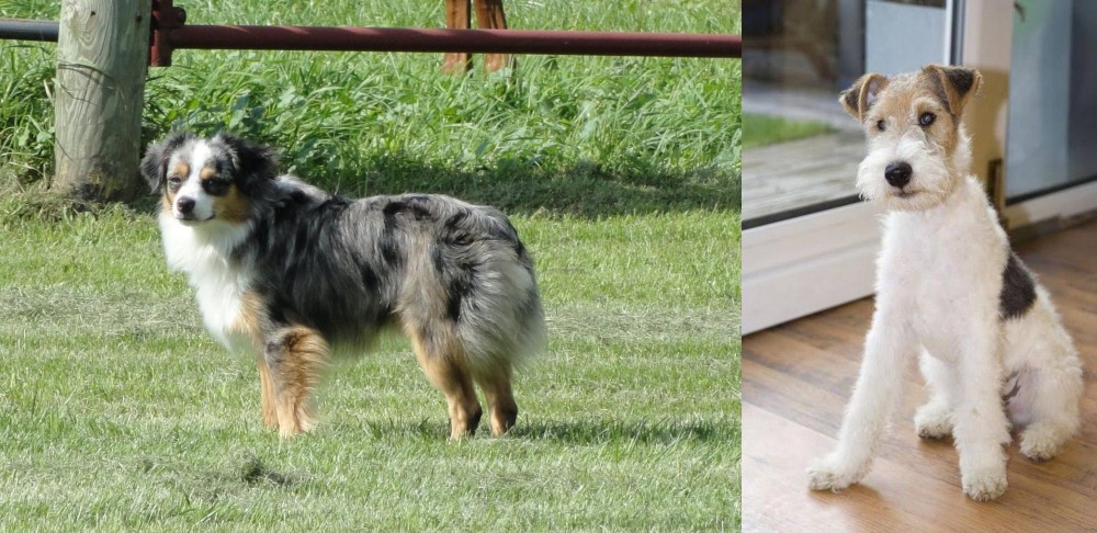 Wire Fox Terrier vs Toy Australian Shepherd - Breed Comparison
