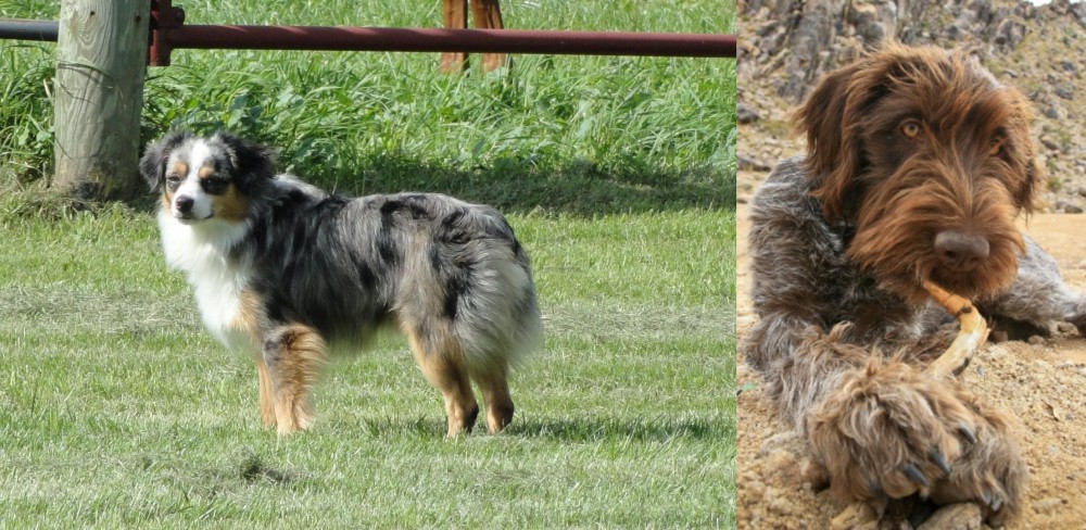 Wirehaired Pointing Griffon vs Toy Australian Shepherd - Breed Comparison