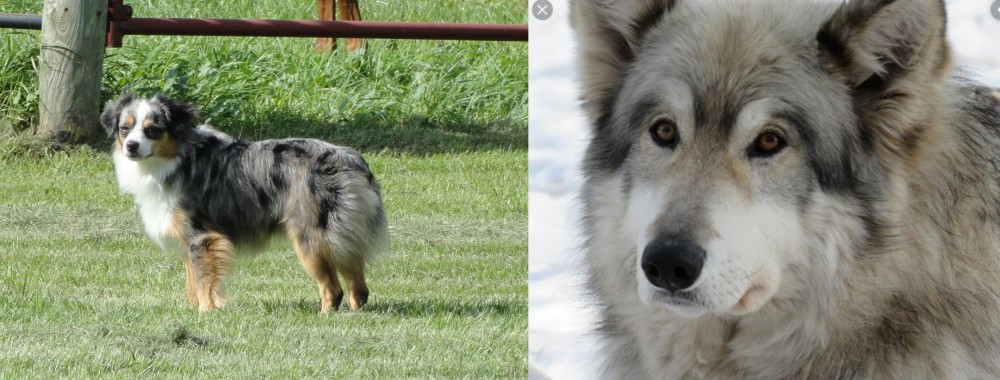 Wolfdog vs Toy Australian Shepherd - Breed Comparison