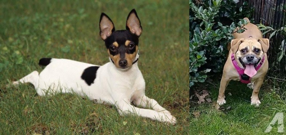 Beabull vs Toy Fox Terrier - Breed Comparison