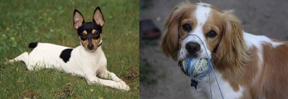 Cockalier vs Toy Fox Terrier - Breed Comparison