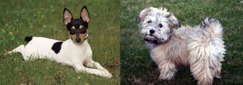 Havapoo vs Toy Fox Terrier - Breed Comparison
