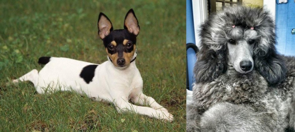 Standard Poodle vs Toy Fox Terrier - Breed Comparison