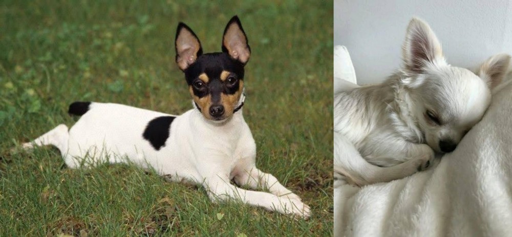 Tea Cup Chihuahua vs Toy Fox Terrier - Breed Comparison