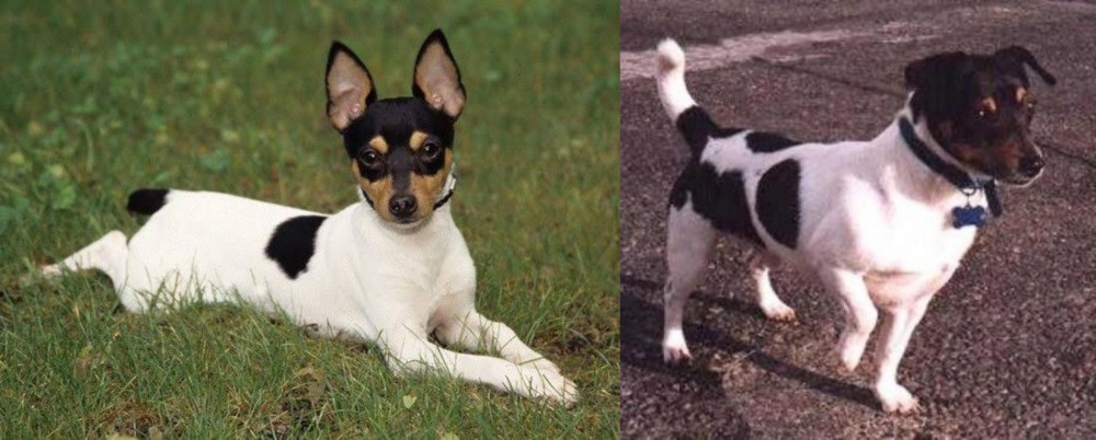 Teddy Roosevelt Terrier vs Toy Fox Terrier - Breed Comparison
