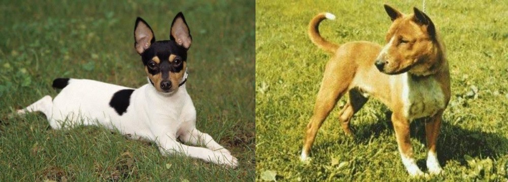 Telomian vs Toy Fox Terrier - Breed Comparison