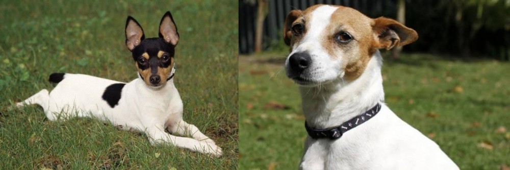 Tenterfield Terrier vs Toy Fox Terrier - Breed Comparison