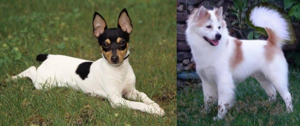 Thai Bangkaew vs Toy Fox Terrier - Breed Comparison