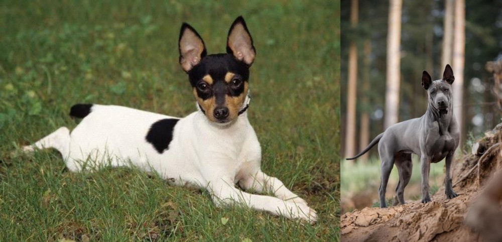 Thai Ridgeback vs Toy Fox Terrier - Breed Comparison