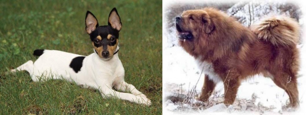 Tibetan Kyi Apso vs Toy Fox Terrier - Breed Comparison
