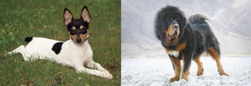 Tibetan Mastiff vs Toy Fox Terrier - Breed Comparison